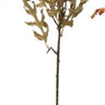 Bring the beauty of autumn into your home with our 32" Faux Oak Leaf Pick, available in four stunning colors. These realistic oak leaf picks are perfect for adding a touch of seasonal elegance to your decor, whether used in floral arrangements, wreaths, or as standalone accents. The lifelike leaves capture the essence of fall, making them a versatile and timeless addition to your home.

Each color sold separately.