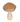 Light Brown Mushroom