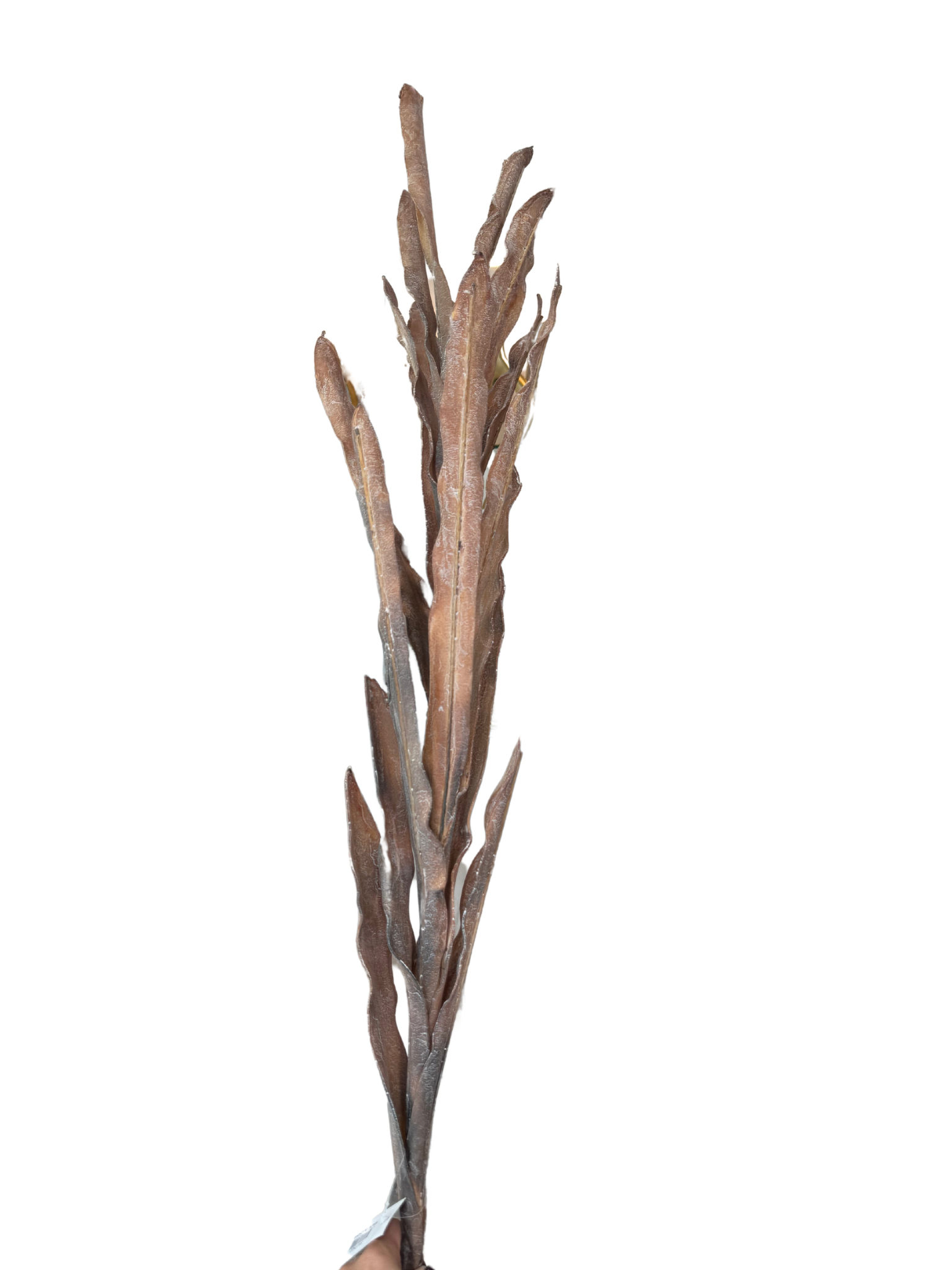 This botanical piece brings a touch of nature into your home without the need for upkeep. Perfect for adding volume to floral arrangements or as a standalone accent in a vase, the Spray Stem effortlessly complements any style, from contemporary to rustic. Enjoy lasting beauty and charm in your space with this versatile and lifelike faux floral addition!