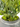ZZ Plant in Rowen Pot with Mood Moss – 31”