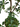 Black Olive “Shady Lady” in Large Shiloh with Reindeer Moss – 8’