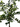 Black Olive “Shady Lady” in Large Shiloh with Reindeer Moss – 8’