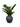 ZZ Plant in Rowen Pot with Mood Moss – 31”