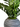 ZZ Plant in Rowen Pot with Mood Moss – 31”