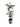 Black Olive “Shady Lady” in Large Shiloh with Reindeer Moss – 8’